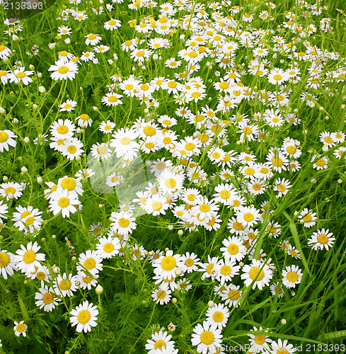 Image of Daisies spring field