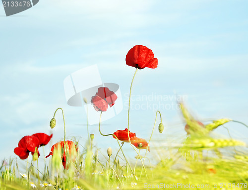 Image of Poppy against the sky