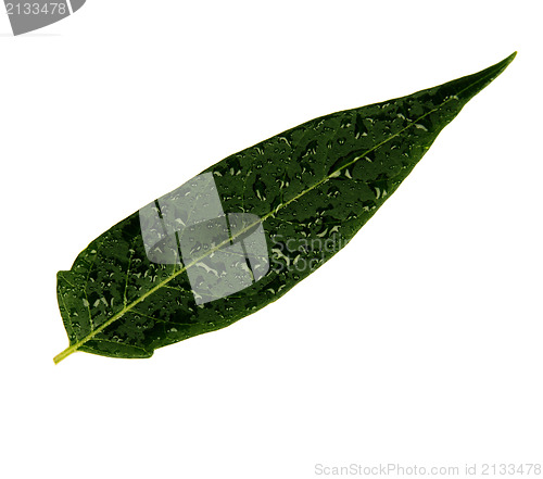 Image of Green leaf