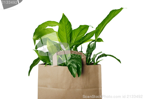 Image of Eco bag 