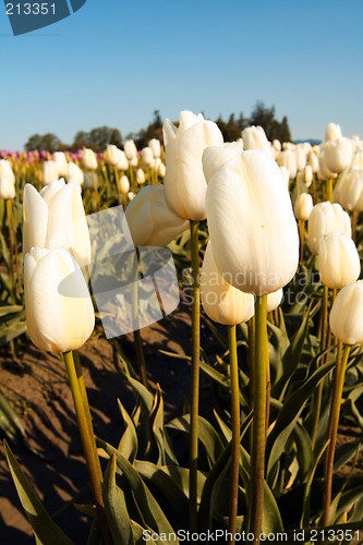 Image of White tulips