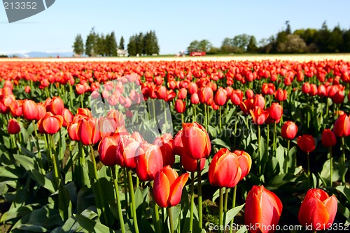 Image of Red tulips