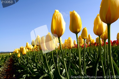 Image of Yellow tulips