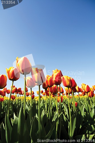Image of Orange tulips