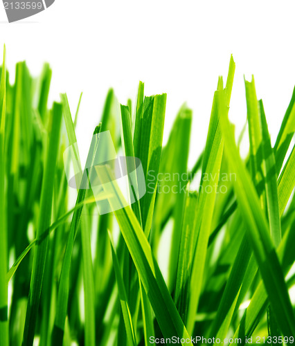 Image of Green grass