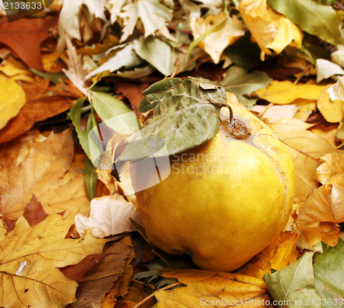 Image of Quince 