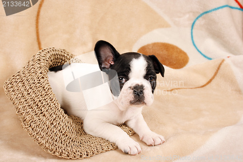 Image of French bulldog puppy