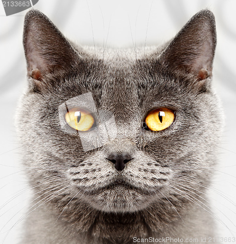 Image of British short hair cat 