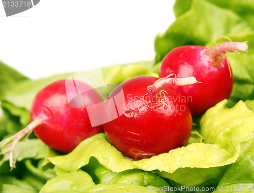 Image of Radish