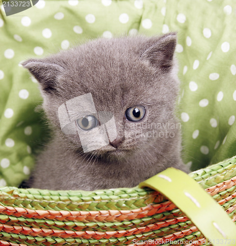 Image of British short hair kitten