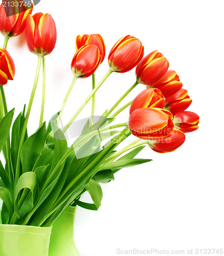 Image of Fresh tulips in boots