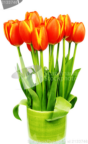 Image of Fresh tulips 