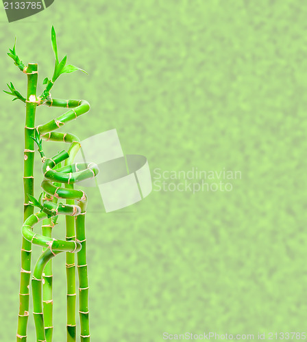 Image of Lucky Bamboo Plant (Dracaena sanderiana)