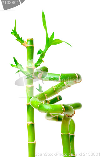 Image of Lucky Bamboo Plant (Dracaena sanderiana)