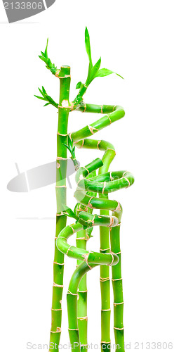 Image of Lucky Bamboo Plant (Dracaena sanderiana)