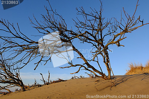 Image of Bare bush.