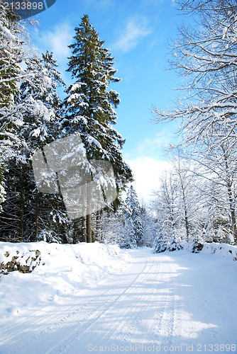 Image of Snowy dirt road