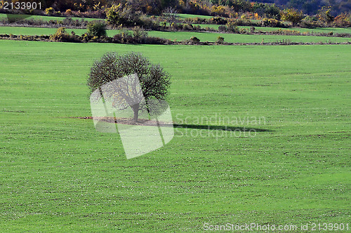 Image of Lone Tree in the Field