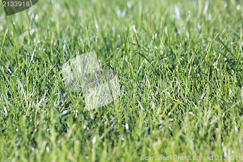 Image of Green vibrant grass