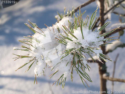 Image of Snow in spruce tree