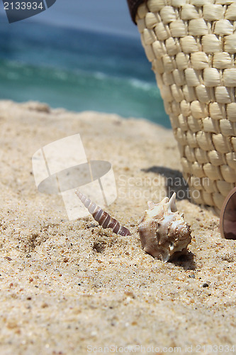 Image of Seashell
