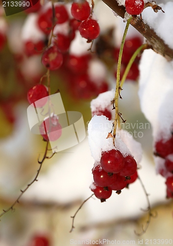 Image of Red currant covered in snow