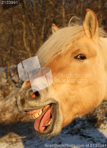 Image of Norwegian fjord horse