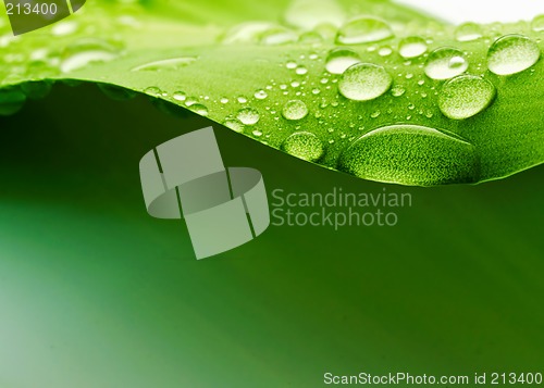 Image of Plant