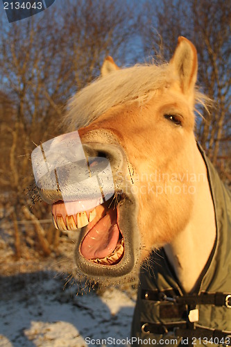 Image of Norwegian fjord horse laughing