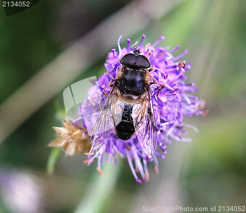 Image of Fly on a flower