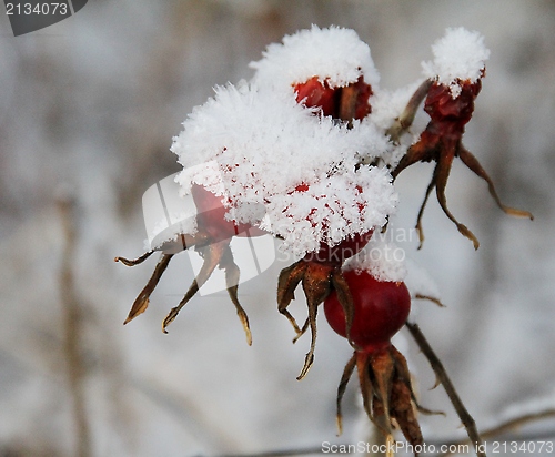 Image of Rose hips covered in snow