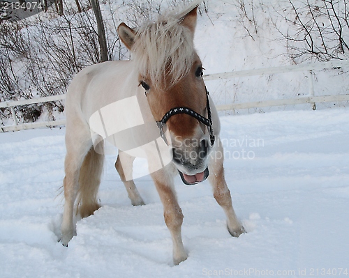 Image of Norwegian fjord horse