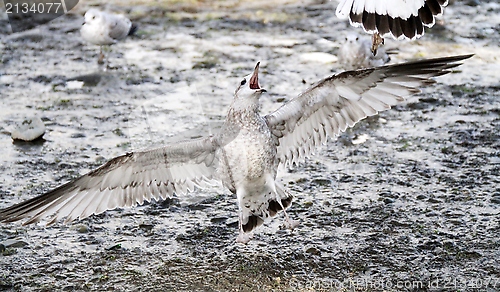 Image of Young gull