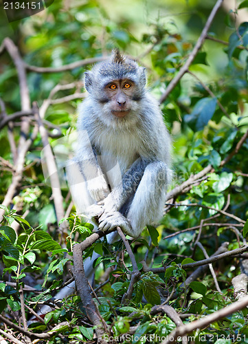 Image of Crab eating long tail monkey. Bali, Indonesia