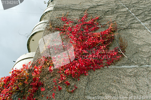 Image of flat house wall red color creeper grow autumn 