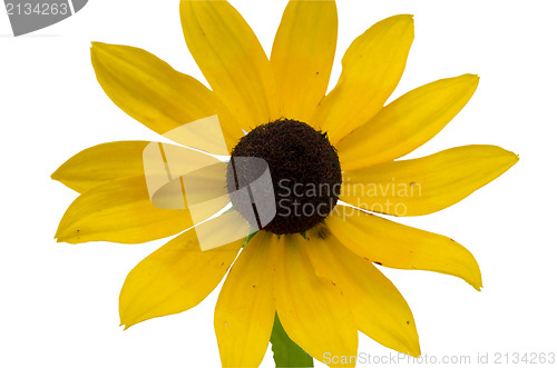 Image of rudbeckia coneflower flower isolated white 