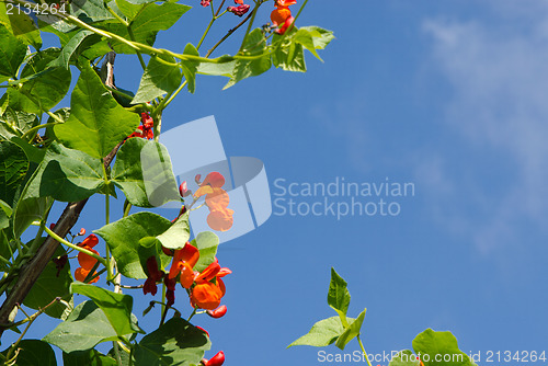 Image of kidney beans blooming phaseolus garden red sky 