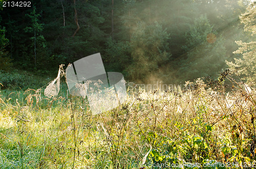 Image of dewy spider web plants sunlight meadow vapour 