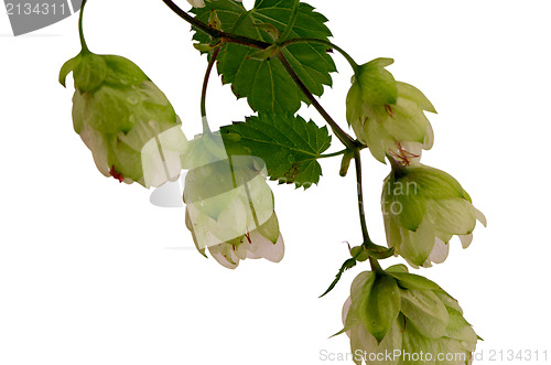 Image of ecological hop plant beer production isolated 