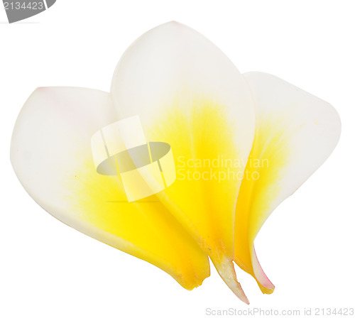 Image of plumeria petals