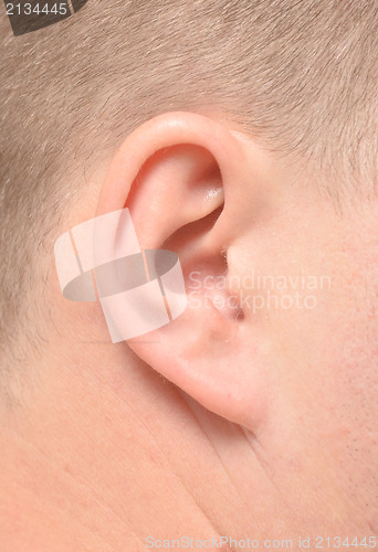 Image of male ear
