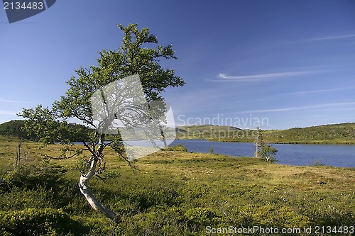 Image of Lonely tree by the lake