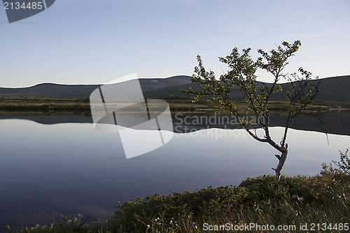 Image of Lonely tree by the lake