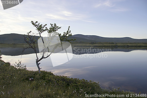 Image of Lonely tree by the lake