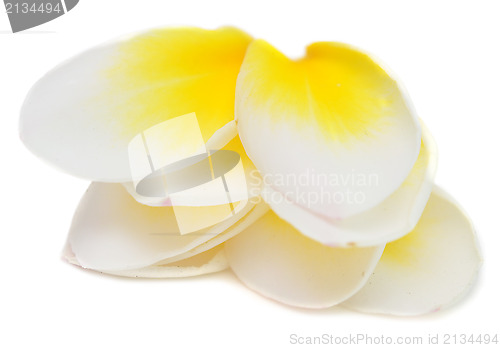 Image of plumeria