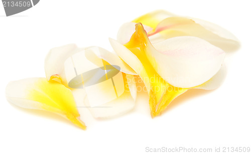 Image of plumeria