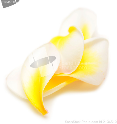 Image of plumeria