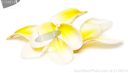 Image of plumeria