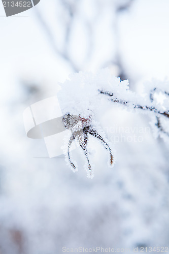 Image of Snow covered roseberry