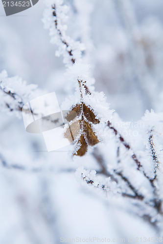Image of Snow covered leaves